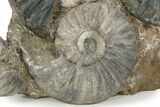 Calcite-Replaced Ammonite (Aegasteroceras) Cluster - England #243491-2